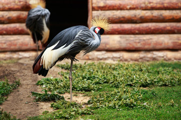 Grey Crowned Crane