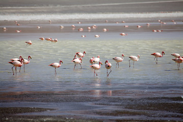 Laguna Grande in the Catamarca Province at Puna de Atacama, Argentina