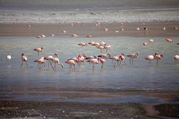 Laguna Grande in the Catamarca Province at Puna de Atacama, Argentina