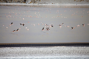 Laguna Grande in the Catamarca Province at Puna de Atacama, Argentina