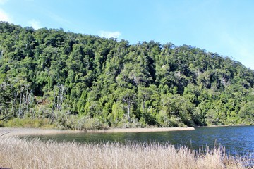 lake in forest