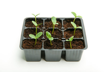 green sprouts in the set of pots on a white background