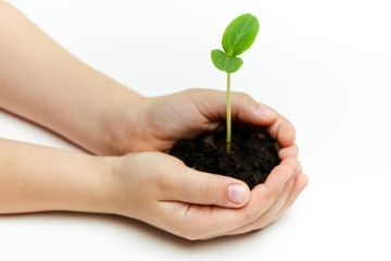 hands holding a green plant seedling on white backroung