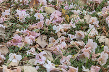 Selective focus beautiful Tabebuia Rosea falling on ground.Pink Tecoma or Rosy Trumpet tree flower background.