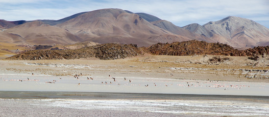 Fototapeta premium Laguna Grande in the Catamarca Province at Puna de Atacama, Argentina