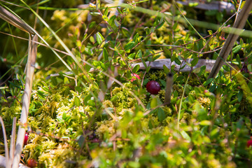 Red cranberry growing in green swamp.