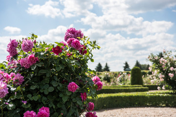 Roses garden in sunny summer day.