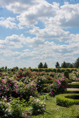 Roses garden in sunny summer day.