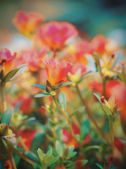 Close-up photo of Portulaca with beautiful bokeh background.