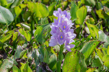 Selective focus purple Water hyacinth flower in green background.(Eichhornia crassipes)