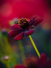 Close-up photo of dark red chocolate cosmos with beautiful bokeh background.
