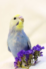 セキセインコ かわいい パステルレインボー 
