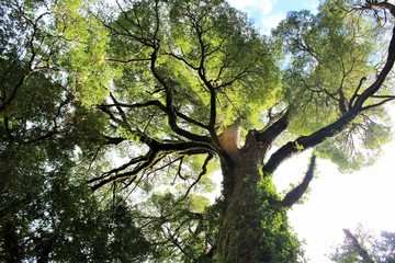 tree on a background of blue sky