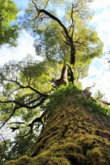 Naklejka premium tree in the park