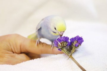 セキセインコ 鳥 パステルレインボー