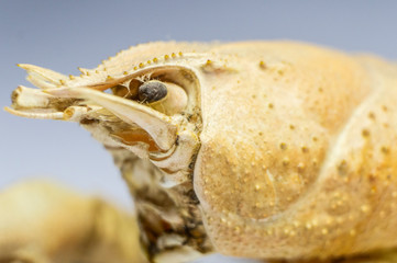 Dried scary crustacean close-up. Macro photo