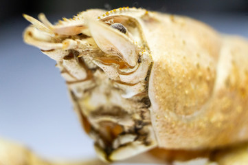 Dried scary crustacean close-up. Macro photo