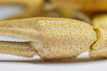 Dried scary crustacean close-up. Macro photo