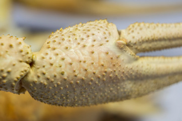 Dried scary crustacean close-up. Macro photo