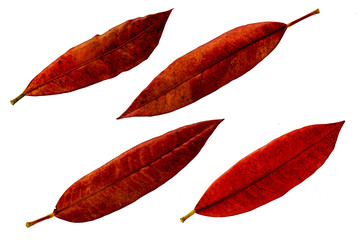 Leaves in the garden on white background. Debris after being eaten by worms. The furrows on the...
