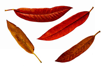 Leaves in the garden on white background. Debris after being eaten by worms. The furrows on the...