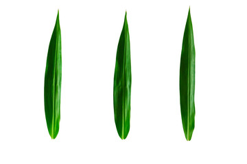 Leaves in the garden on white background. Debris after being eaten by worms. The furrows on the leaves occur naturally.