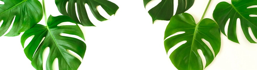 tropical green monstera leaves , branches pattern frame isolated banner on a white background. top view.copy space.abstract. © irenastar