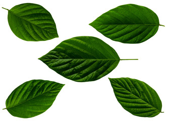 Leaves in the garden on white background. Debris after being eaten by worms. The furrows on the leaves occur naturally.