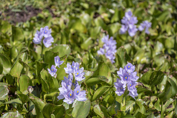 Selective focus purple Water hyacinth flower in green background.(Eichhornia crassipes)