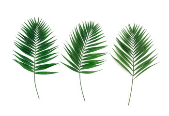 tropical green palm leaves , branches pattern frame on a white background . top view.copy space.abstract.