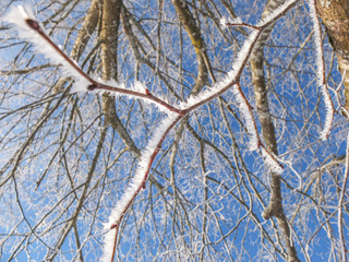 Snow on tree branches