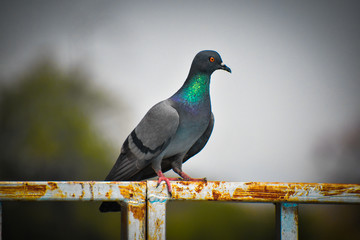 Pigeon Sitting