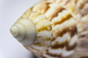 Close-up of seashells of marine ocean clams. Macro photo