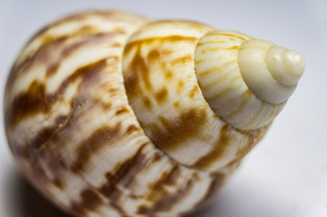 Close-up of seashells of marine ocean clams. Macro photo