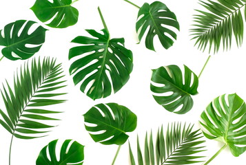 tropical green monstera leaves , branches pattern solated on a white background. top view.copy space.abstract.