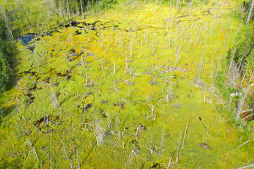 Top view of a swamp in a wooded area
