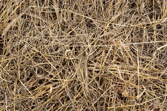 「枯れ草」の写真素材 | 596,649件の無料イラスト画像 | Adobe Stock