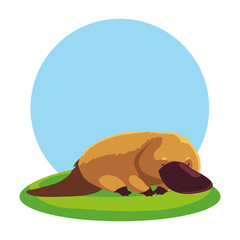 cute australian platypus with background landscape