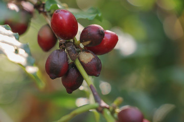 Seeds Arabica coffee on the tree
