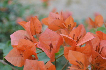 Bright bougainvillea flowers that grow in the garden.