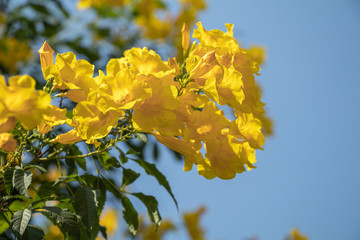 Blossoms of Yellow elder flower in a garden.Common names include Yellow Trumpetbush,Yellow bells,ginger-thomas(Tecoma stans).Selective focus beautiful yellow flower.