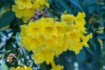 Blossoms of Yellow elder flower in a garden.Common names include Yellow Trumpetbush,Yellow bells,ginger-thomas(Tecoma stans).Selective focus beautiful yellow flower.