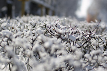 Tree branches covered by snow and ice. Tree branches on a sunny frosty day.