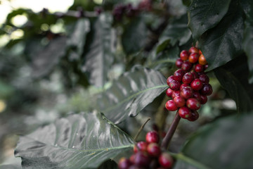 Fresh red coffee red cherry coffee bean in hands