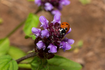 Beautiful ladybug is sitting on a flower of prunella vulgaris.