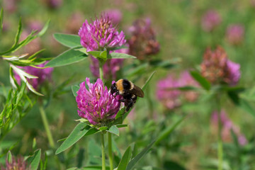 Bumblebee is gathering pollen from a clover flower on a spring meadow.