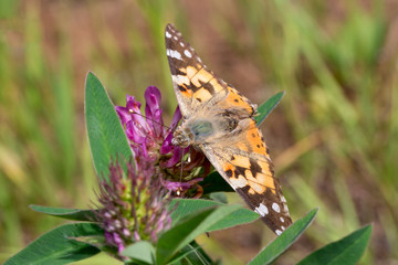 Beautiful vanessa cardui is sitting on a clover flower.