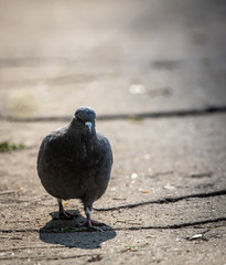 Dove walks on the ground