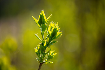 The maple bud opened in the spring