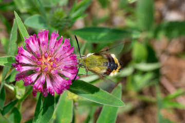 Hyles lineata is gathering pollen from a clover flower on a green meadow.